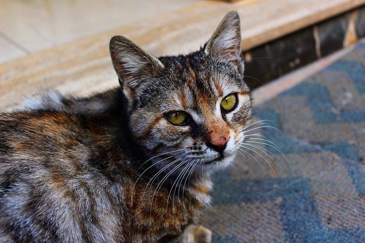 ilustrasi kucing