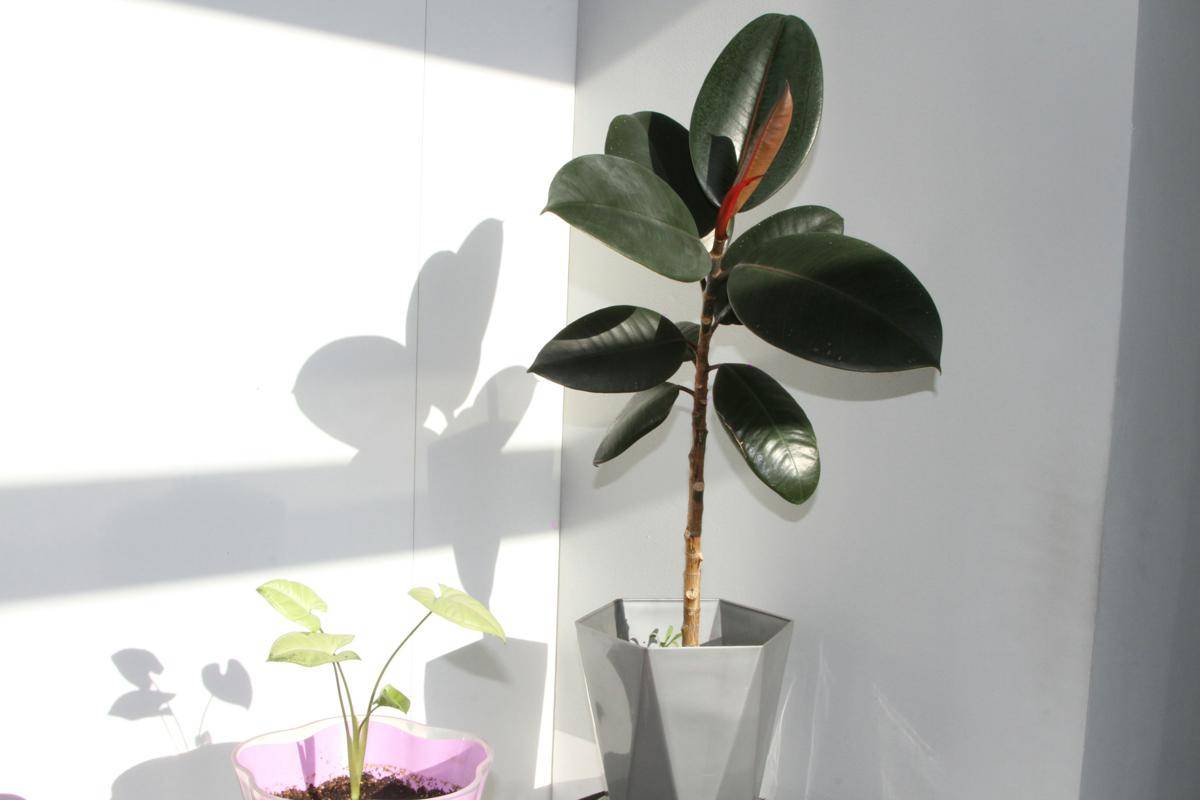 ilustrasi tanaman ficus elastica (unsplash.com/Unlimited Access)
