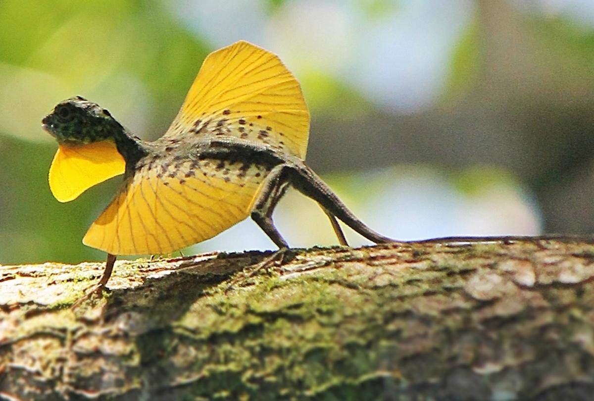 flying lizard.jpg