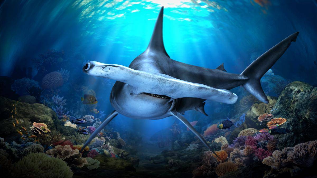 SGO_HammerheadShark_16x9_Static_Superless.jpeg