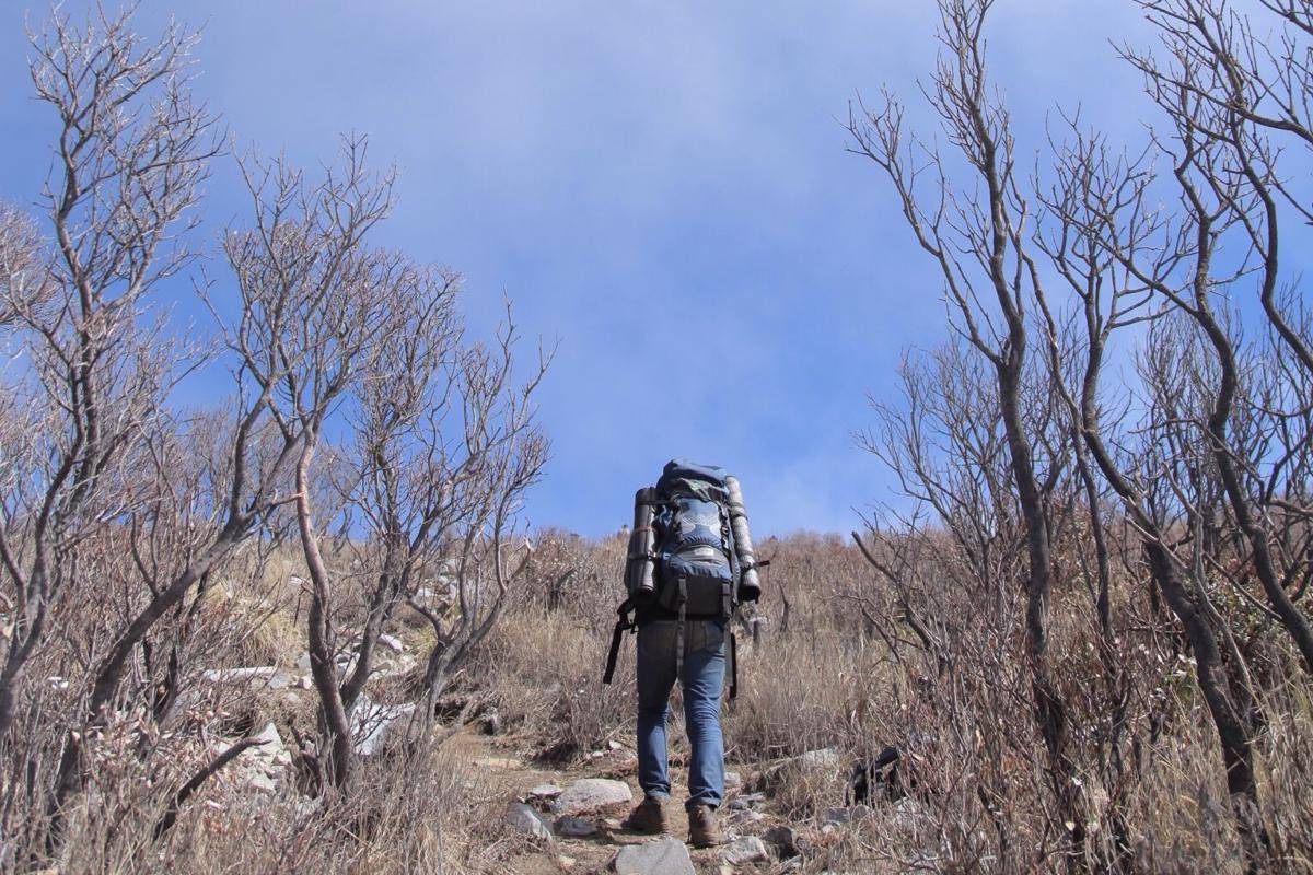 Potret hutan mati Gunung Sindoro