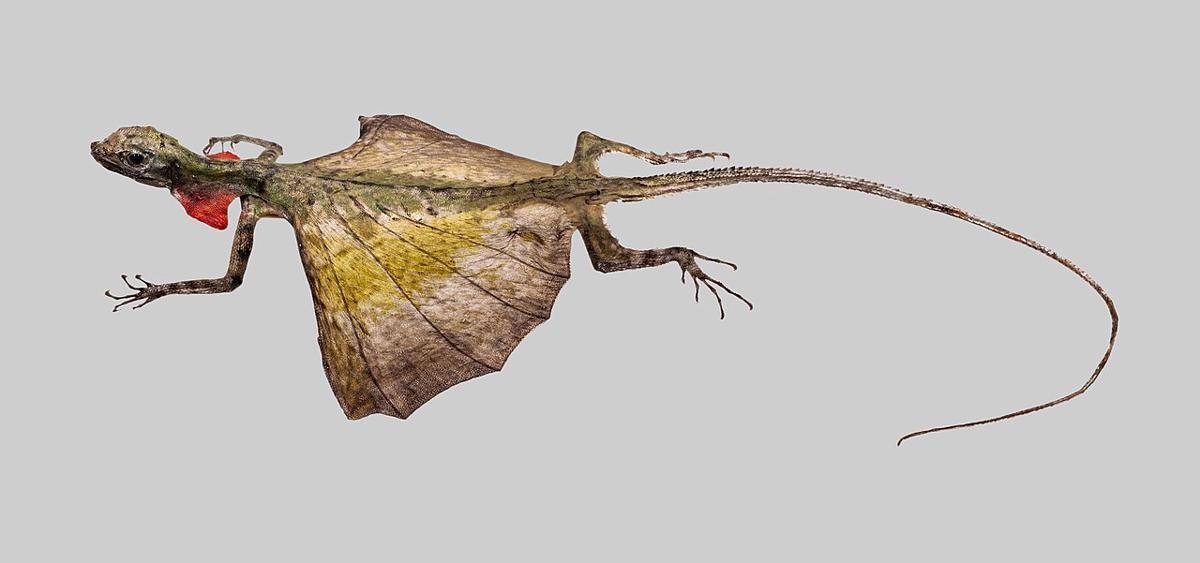 Draco_volans_01.JPG