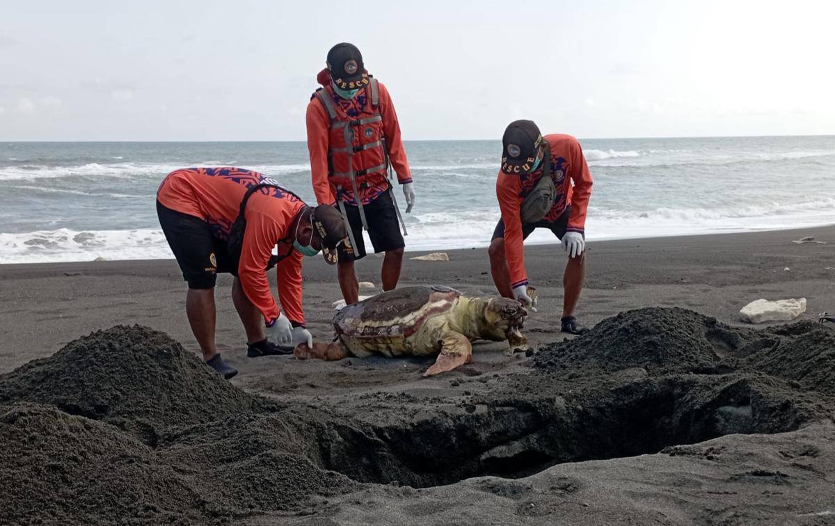 Penyu ditemukan mati di Pantai Baru Bantul.(Dok.SAR Satlinmas Wilayah IV Bantul)