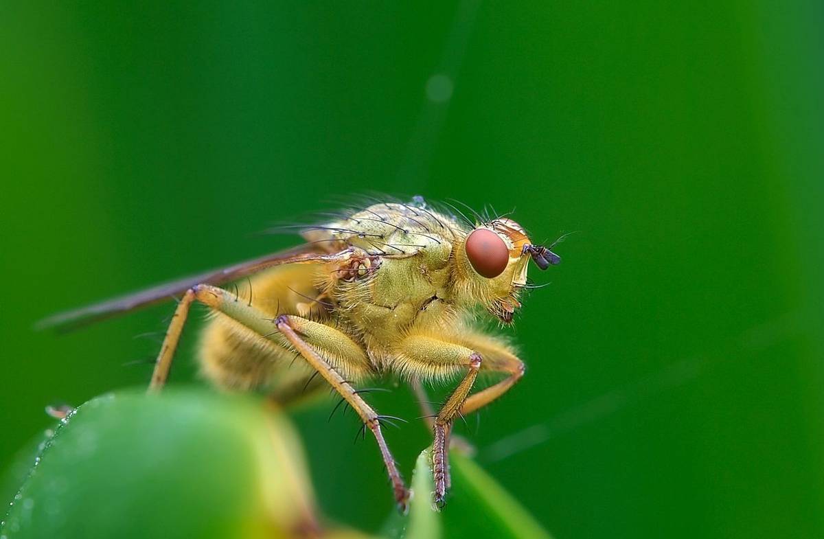 lalat kotoran kuning