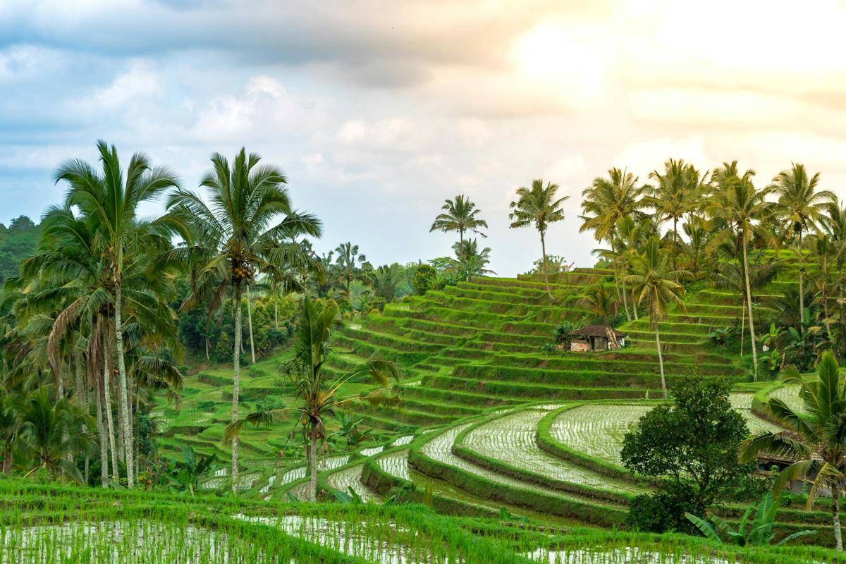 ilustrasi Subak di Bali (unsplash.com/Ahmed Imran)