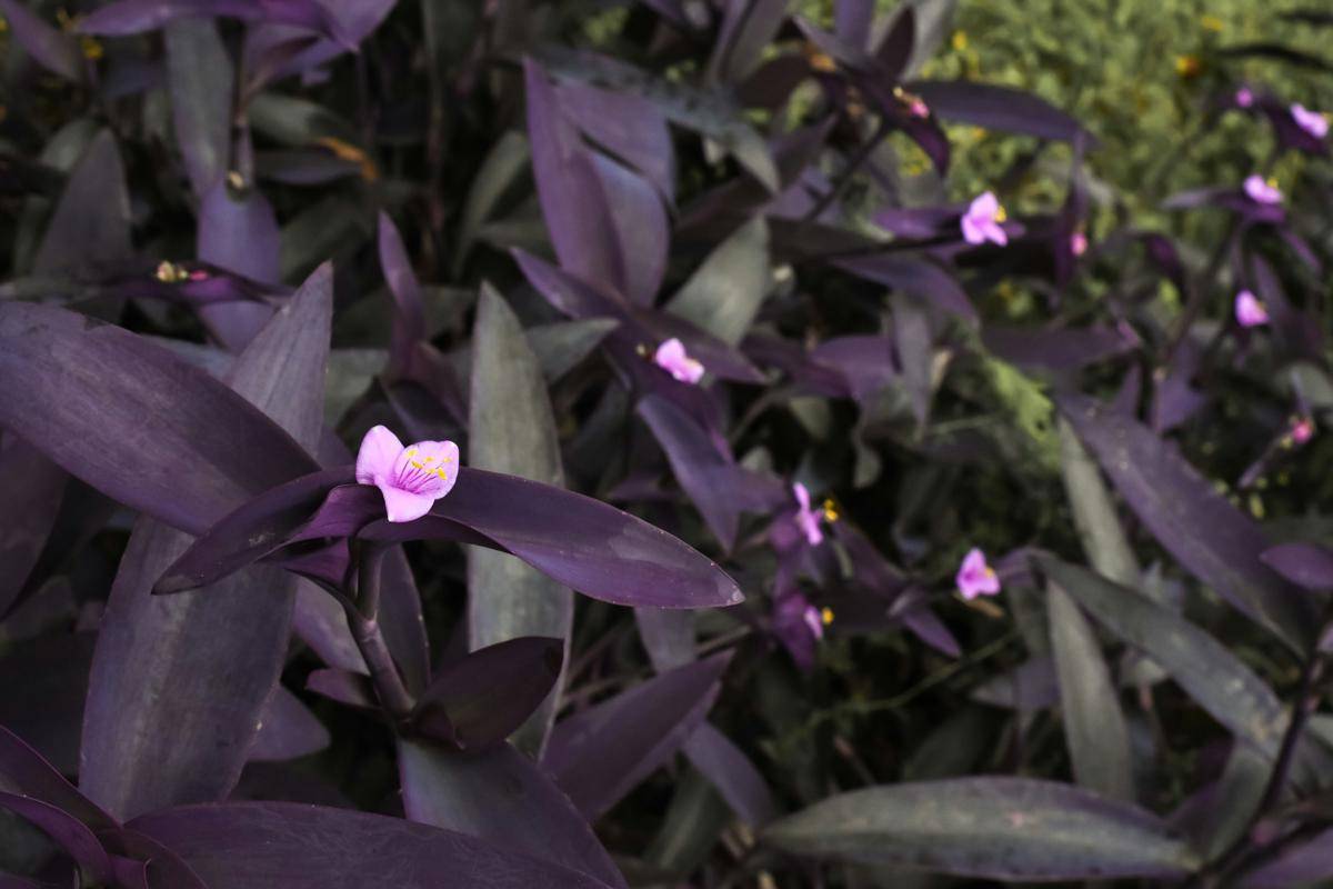 ilustrasi tanaman tradescantia