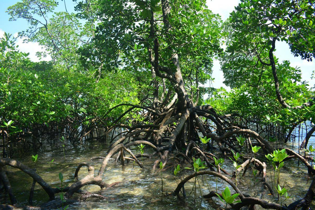 mangrove