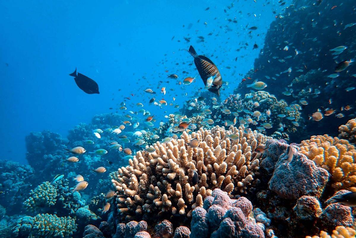 ilustrasi terumbu karang yang menjadi rumah bagi biota laut (unsplash/Francesco Ungaro)