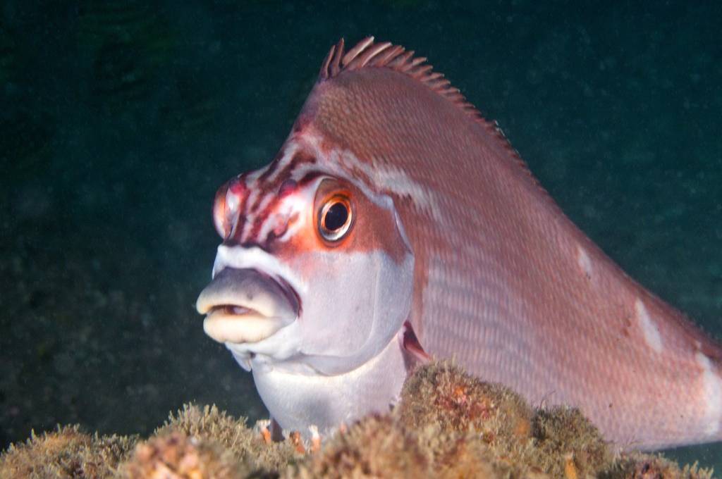 morwong merah (inaturalist.org/Graham McMartin)