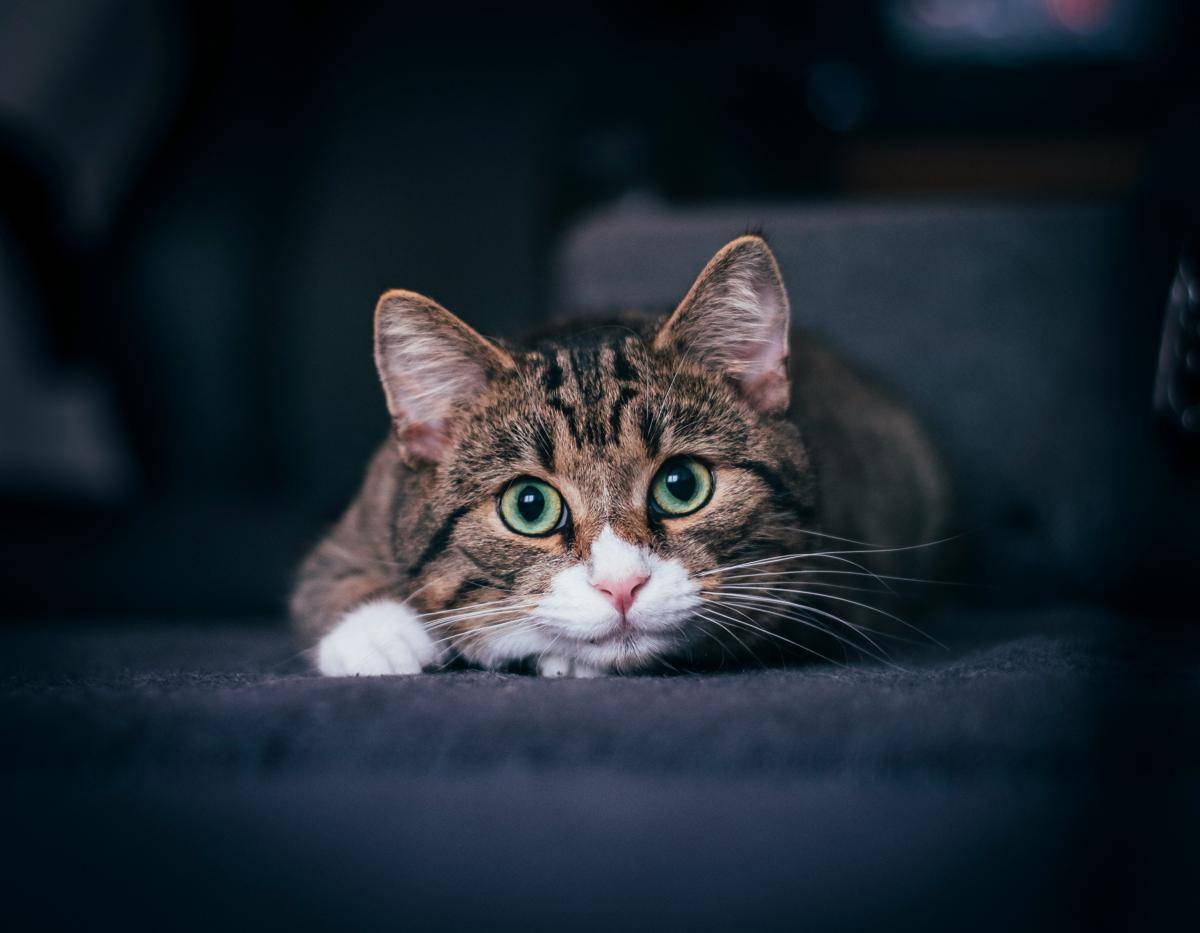 ilustrasi kucing (unsplash.com/Jan melzer)