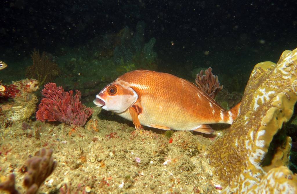 morwong merah (inaturalist.org/Gina)