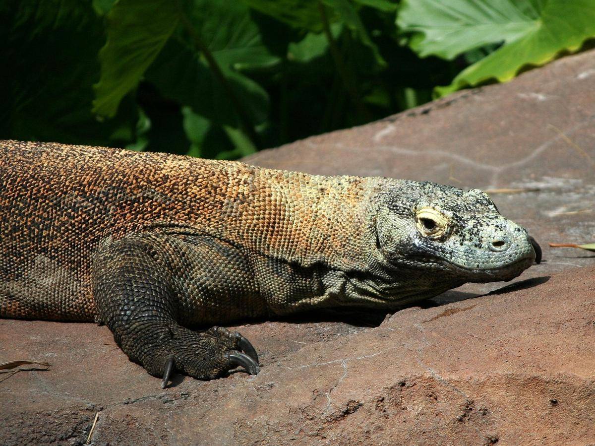 Komodo Dragon (pixabay.com/jamesdemers)