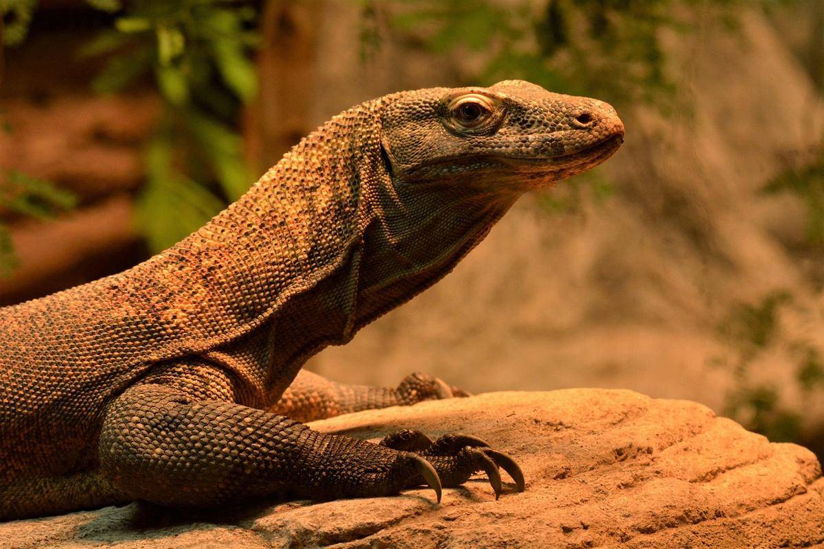 Komodo Dragon (pixabay.com/lois0002)
