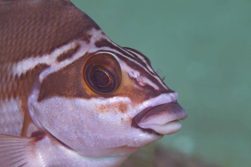 morwong merah (inaturalist.org/peterdavey)