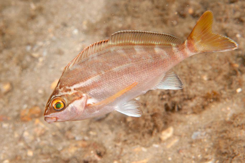morwong merah (inaturalist.org/Erik Schlögl)