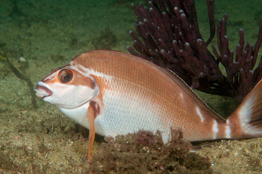 morwong merah (inaturalist.org/Erik Schlögl)