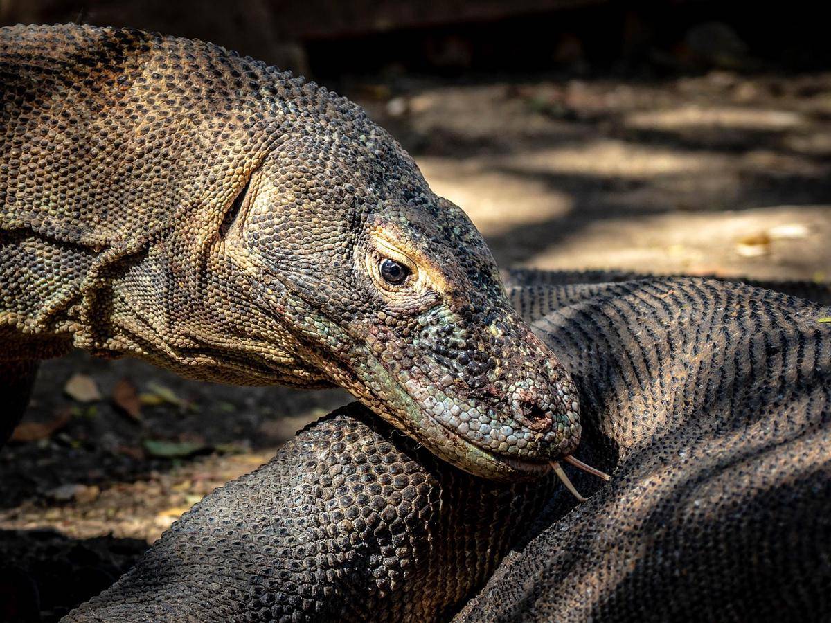 Komodo Dragon (pixabay.com/Dhigini)