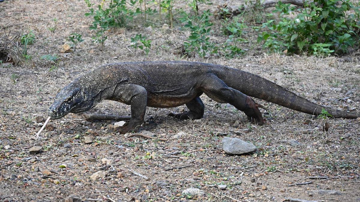 Komodo Dragon (pixabay.com/Anwic)
