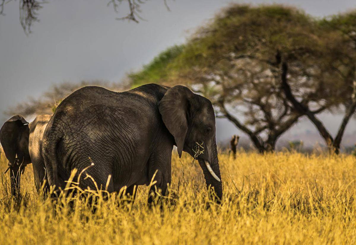 ilustrasi gajah di padang rumput (pexels.com/Follow Alice)