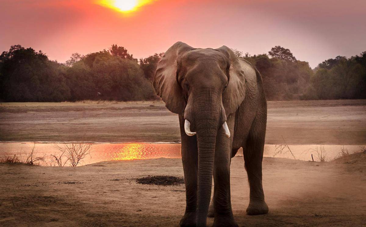 ilustrasi gajah (pexels.com/Harvey Sapir)