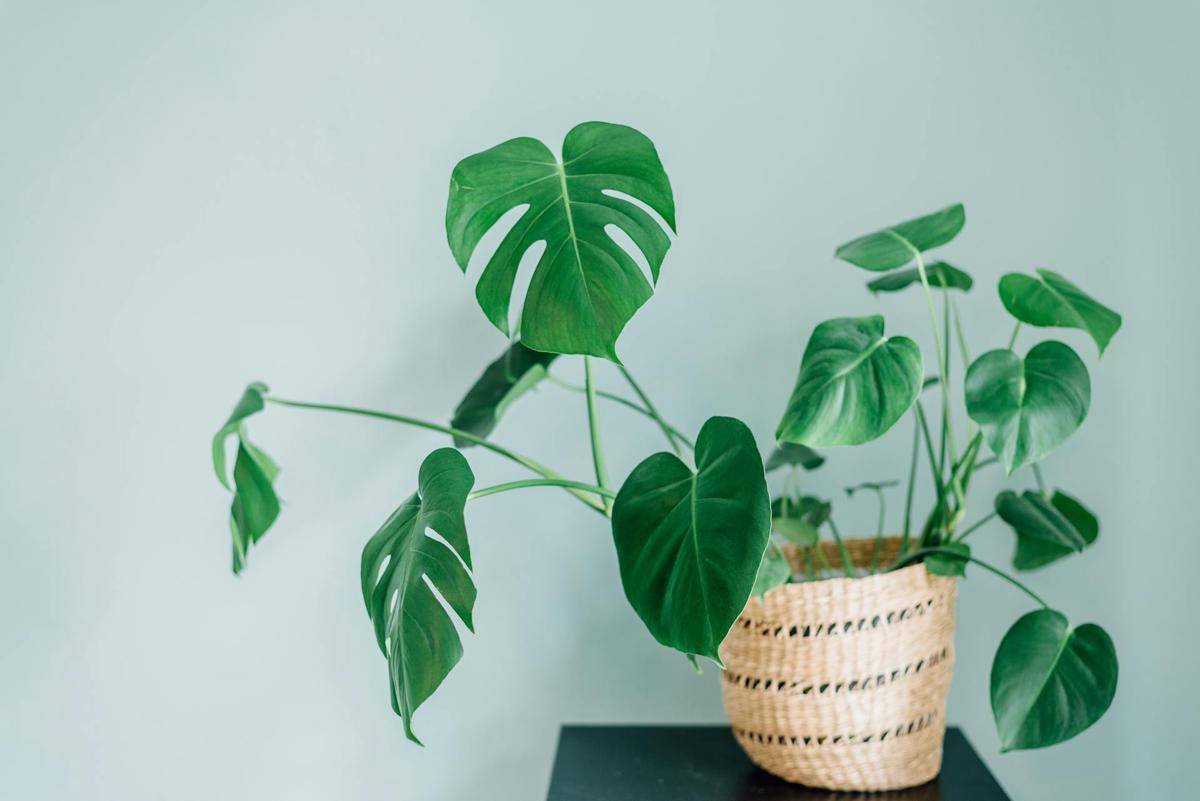 ilustrasi tanaman monstera deliciosa