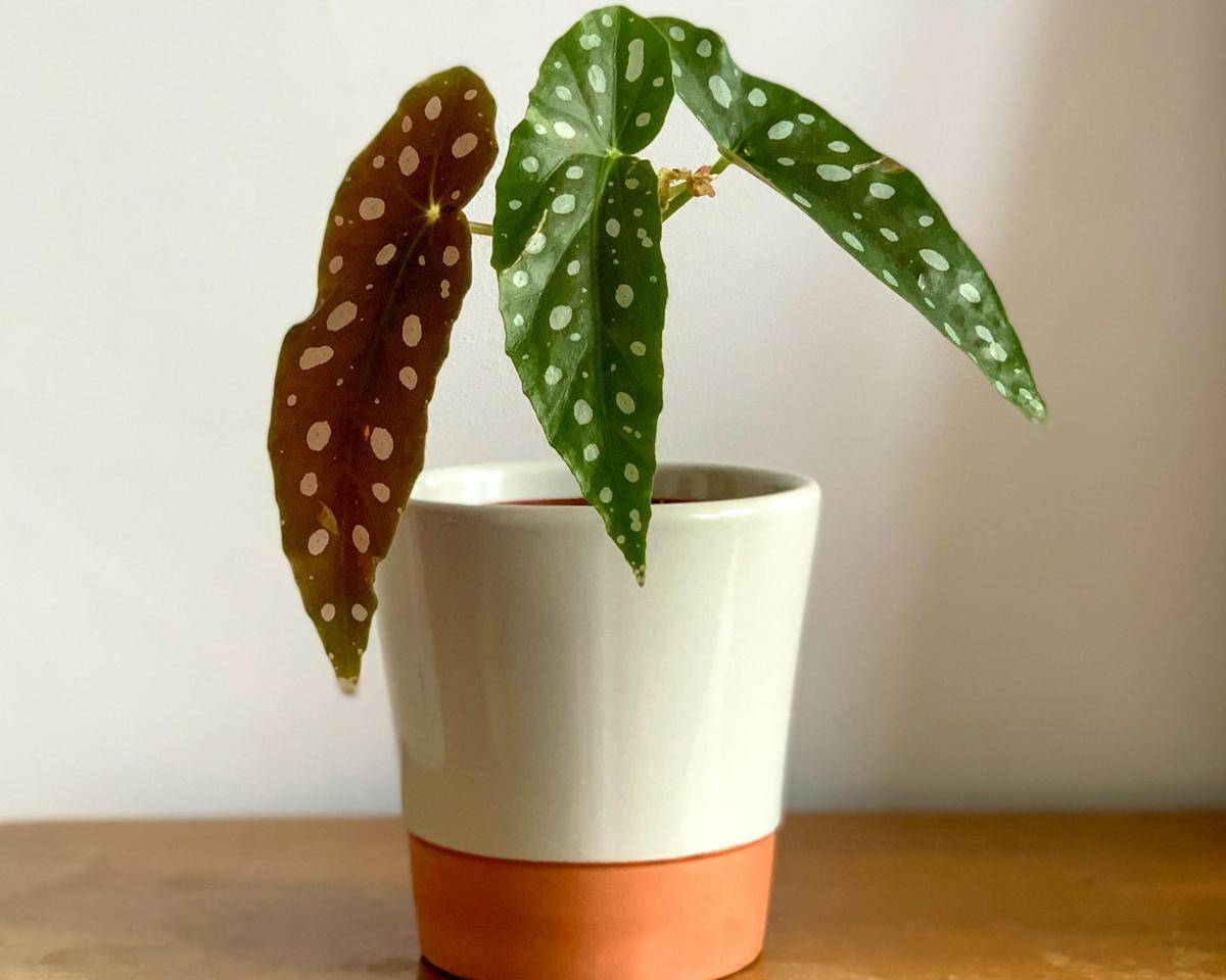ilustrasi tanaman begonia maculata (pexels.com/Kulbir)