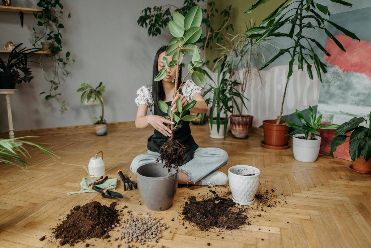 ilustrasi memindahkan tanaman hias ke pot baru (pexels.com/ROCKETMANN TEAM)