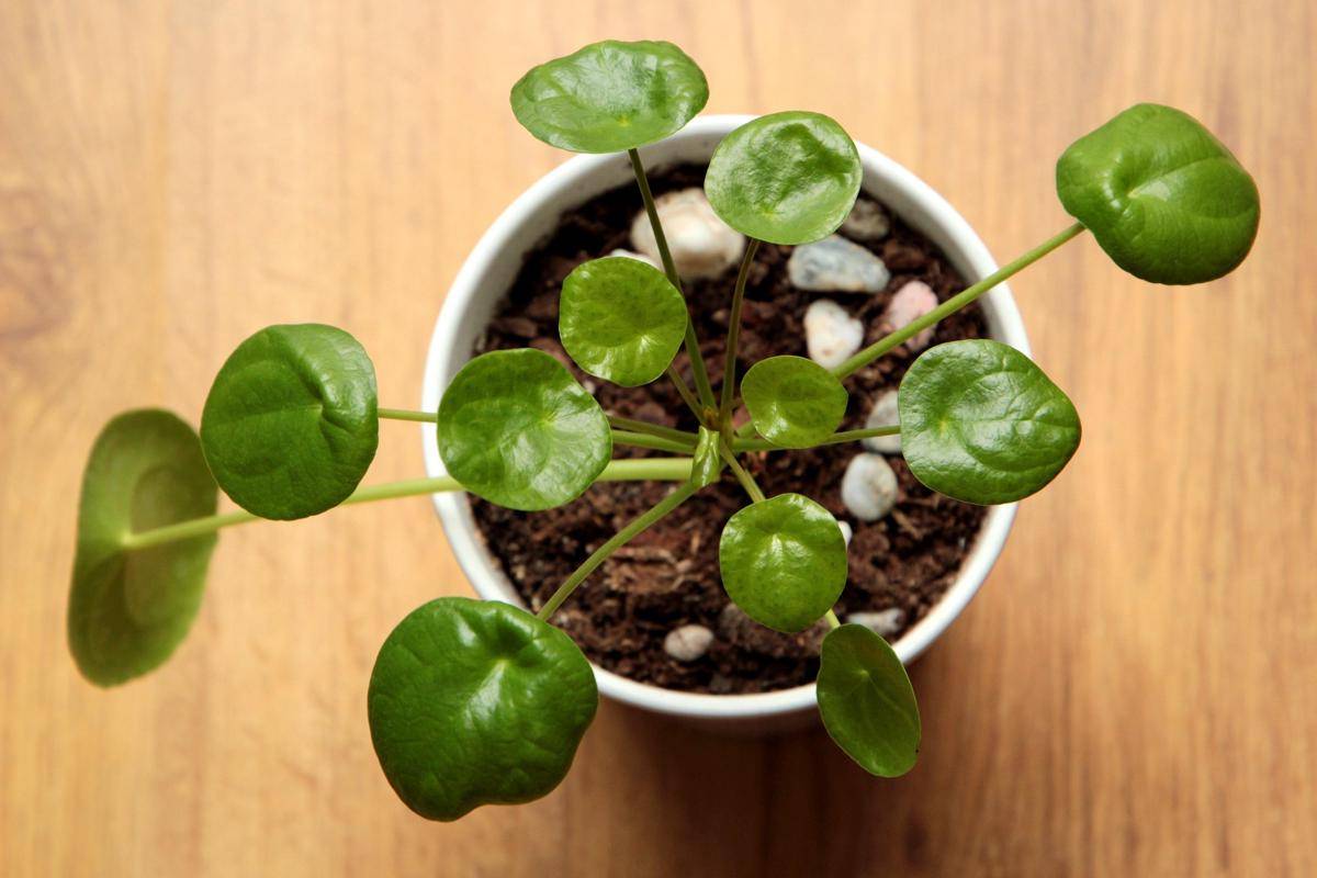 ilustrasi chinese money plant
