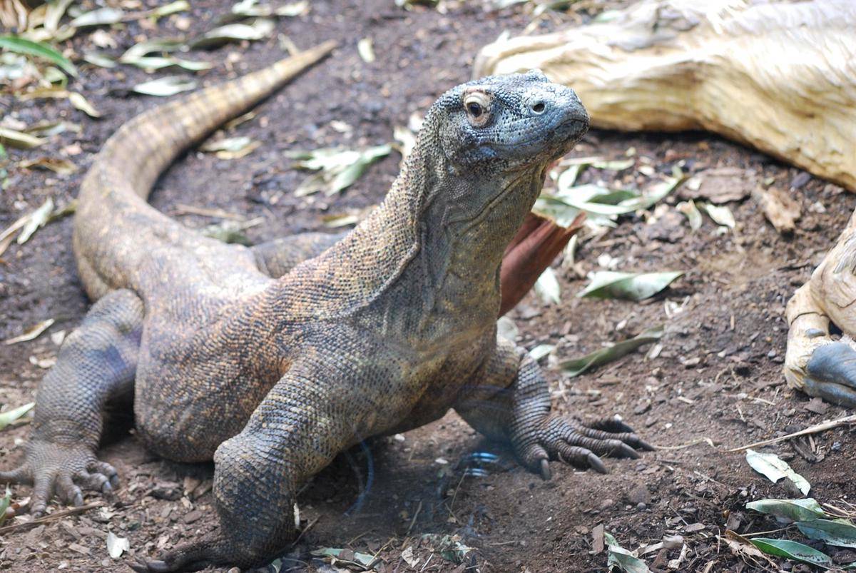 Komodo Dragon (pixabay.com/amgprophoto)