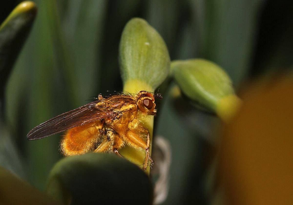 lalat kotoran kuning 