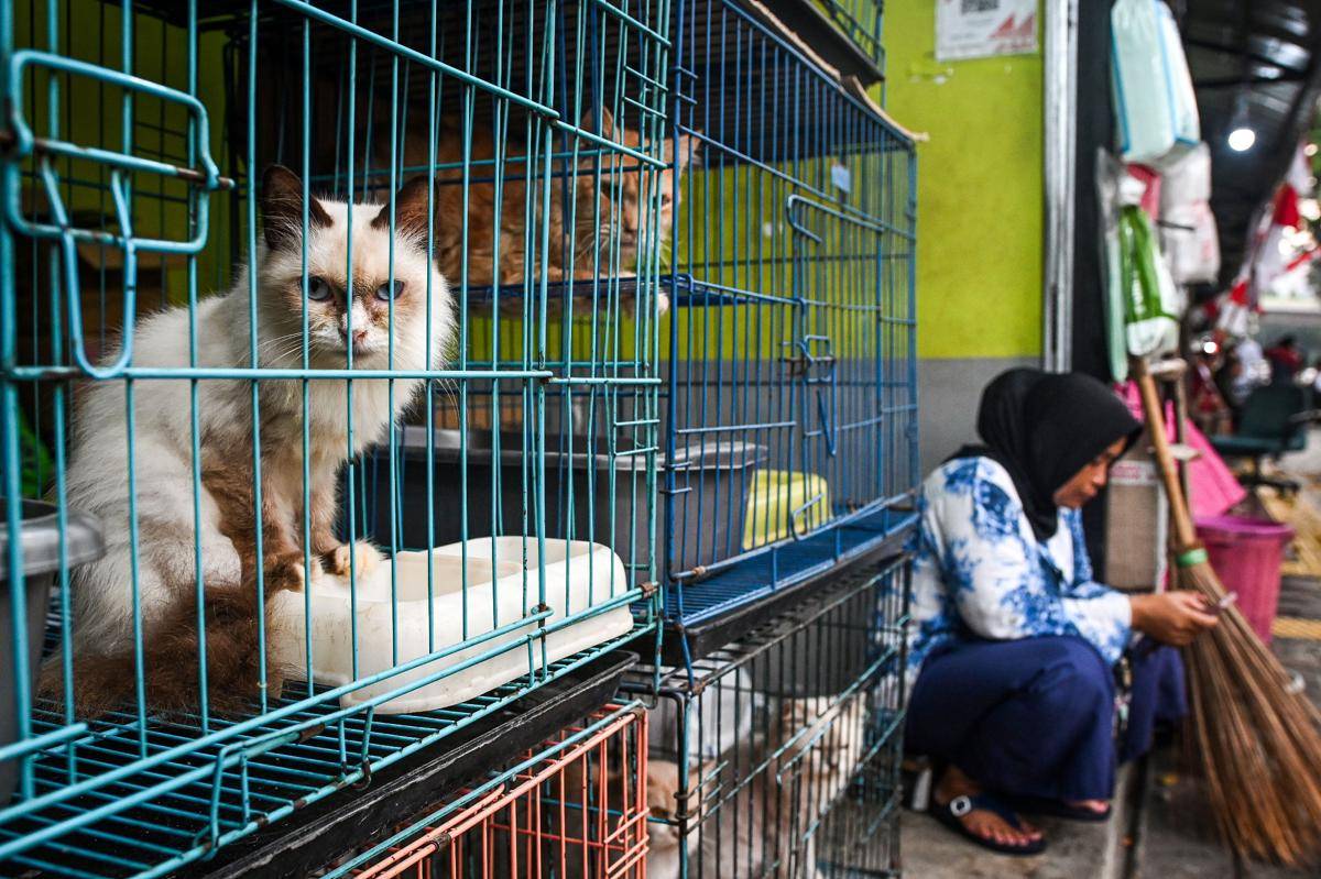 antarafoto-pedagang-pasar-hewan-barito-tunda-proses-relokasi-1754314242.jpg