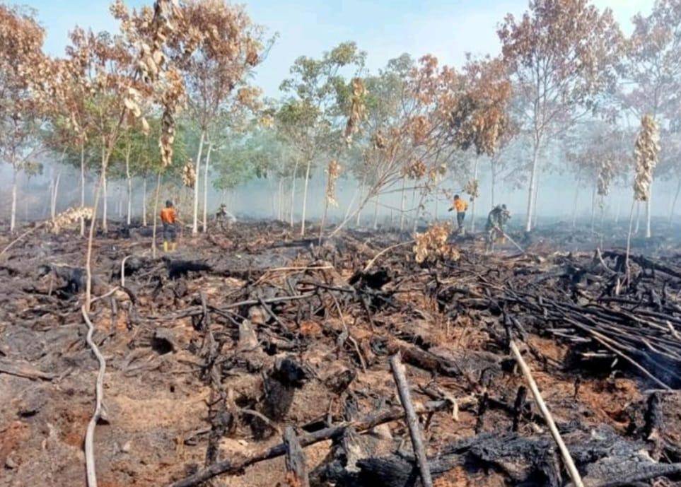 Kebakaran lahan gambut di Sungai Rotan, Muara Enim (Dok: BPBD Sumsel) 