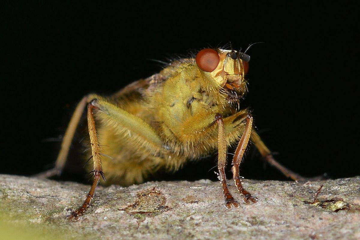 lalat kotoran kuning