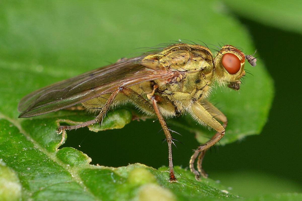 lalat kotoran kuning