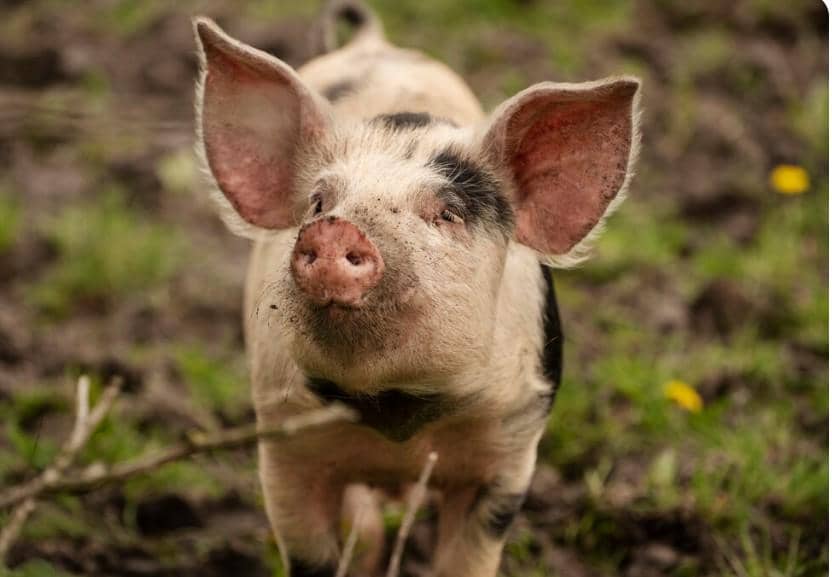 ilustrasi babi (freepik.com/pikisuperstar)