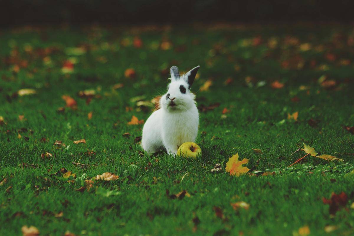 ilustrasi kelinci di padang rumput (unsplash.com/Noah Silliman)
