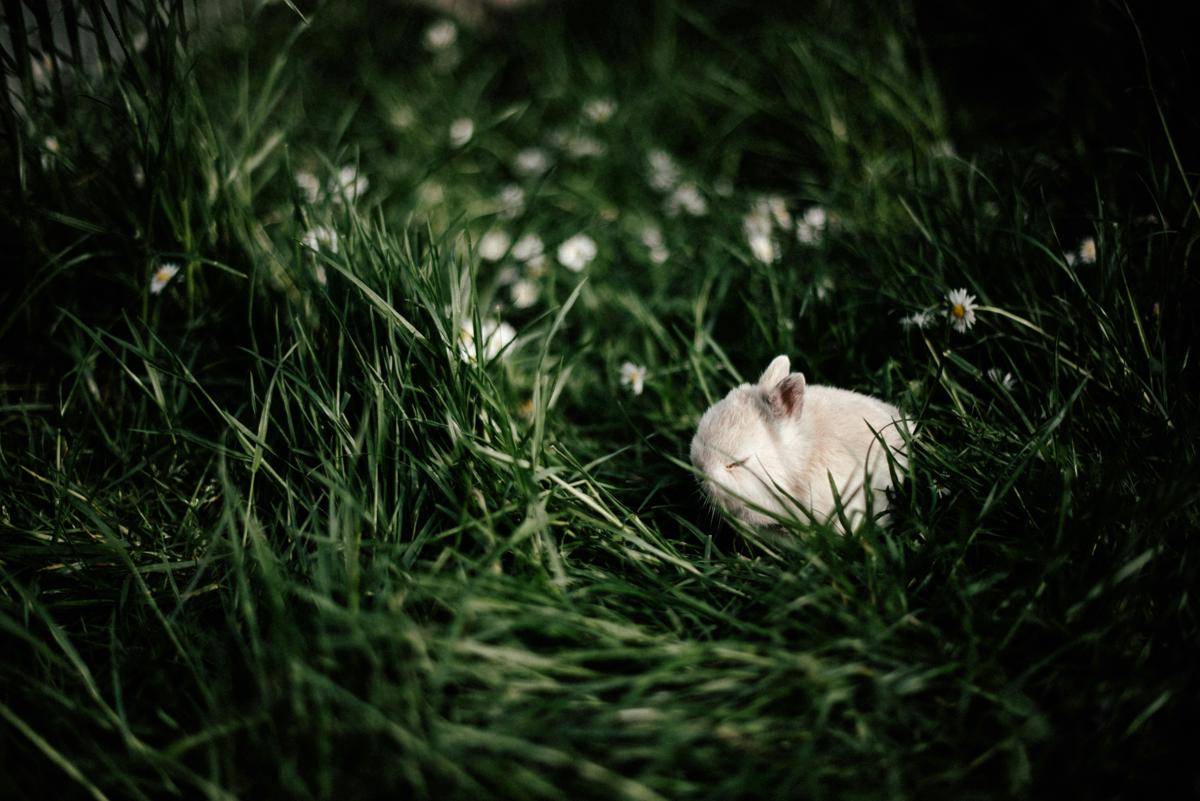 ilustrasi kelinci tidur di rumput (unsplash.com/San Smile)