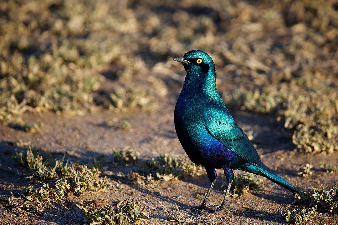 Burung Jalak