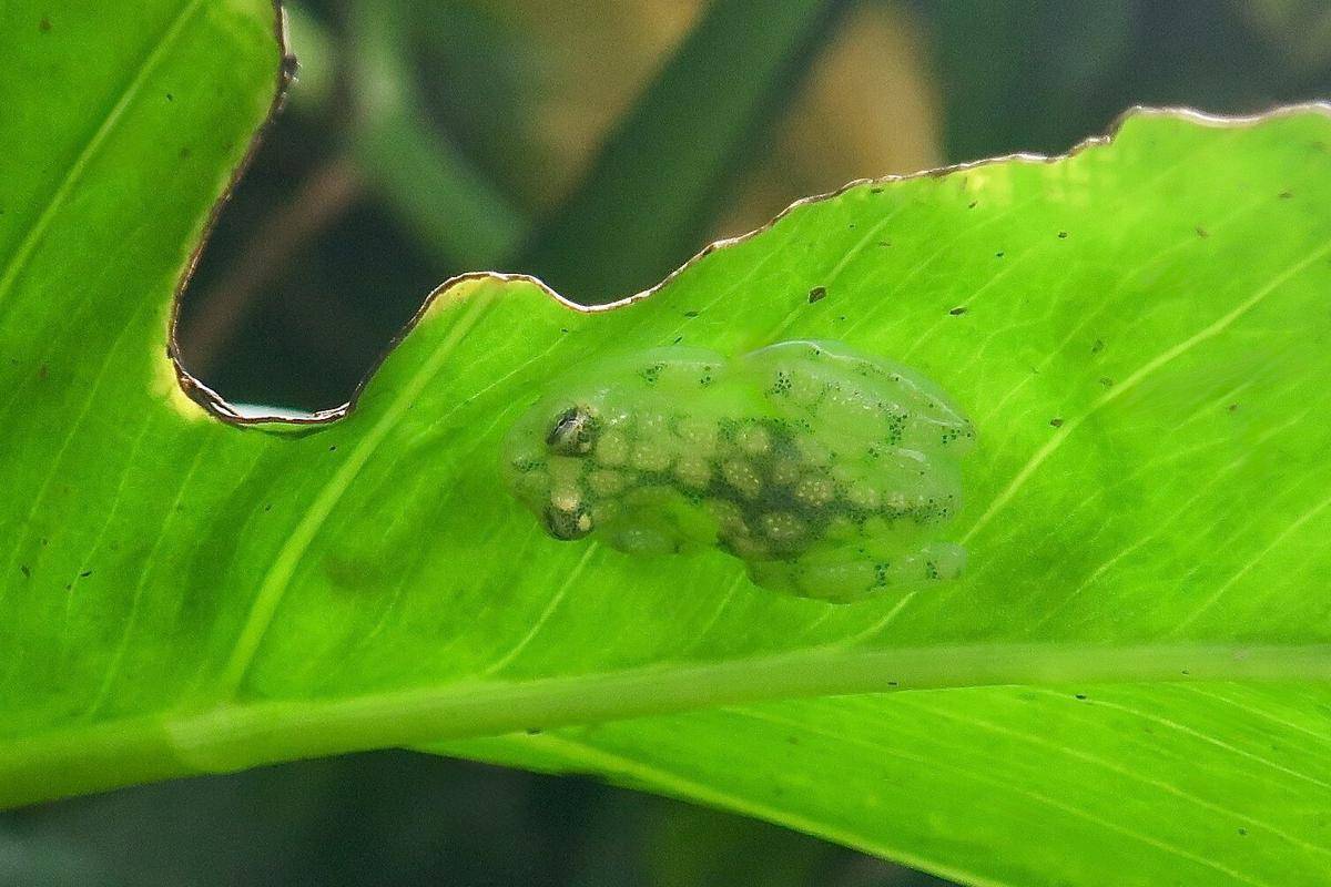 Kulit Transparan Katak Kaca