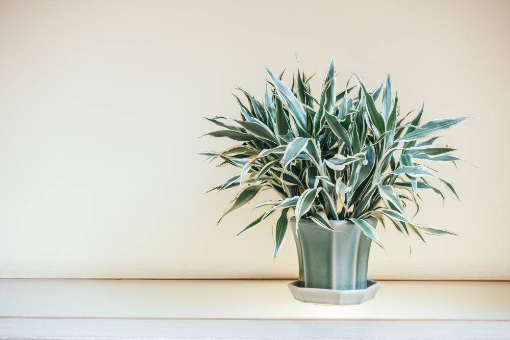 spider plant (freepik.com/lifeforstock)
