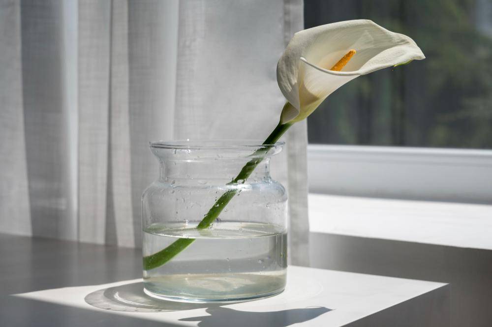 peace lily (freepik.com/freepik)