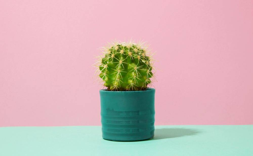 kaktus mini (freepik.com/freepik)