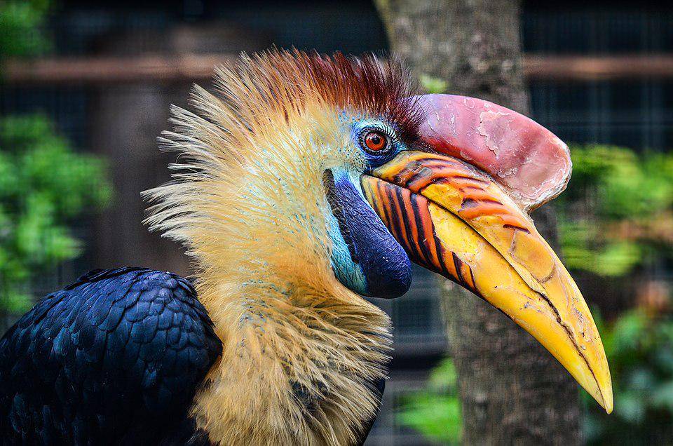 julang sulawesi dewasa yang ada di Walsrode Bird Park, Jerman (commons.wikimedia.org/Olaf Oliviero Riemer)