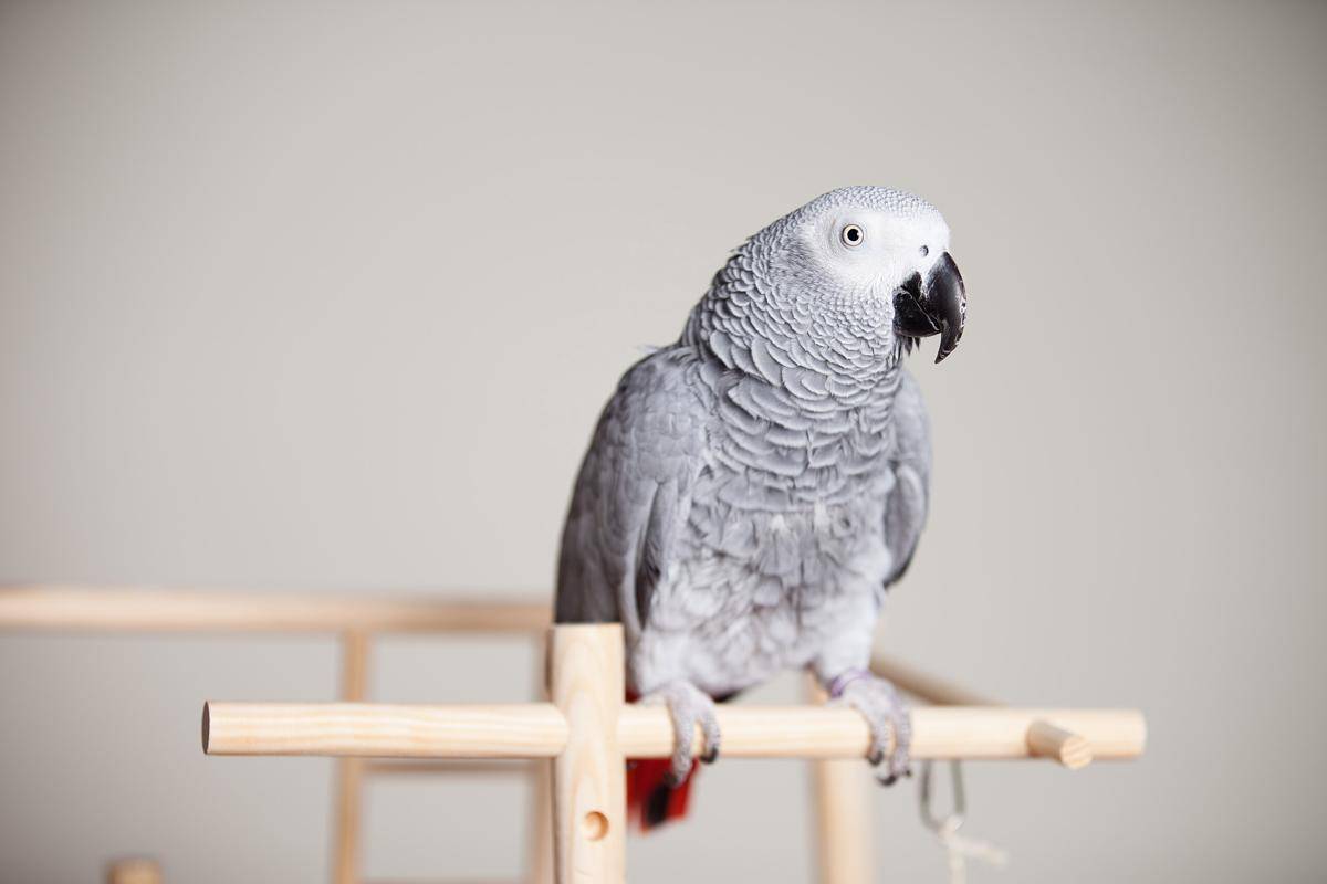 African grey parrot (commons.wikimedia.org/Found Animals Foundation)