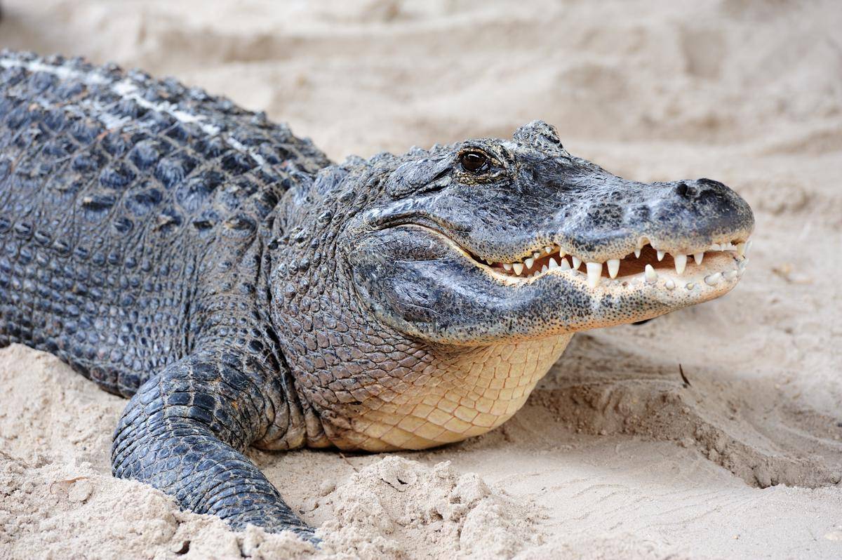 Reptil unik