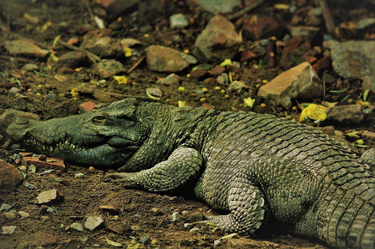 Reptil unik