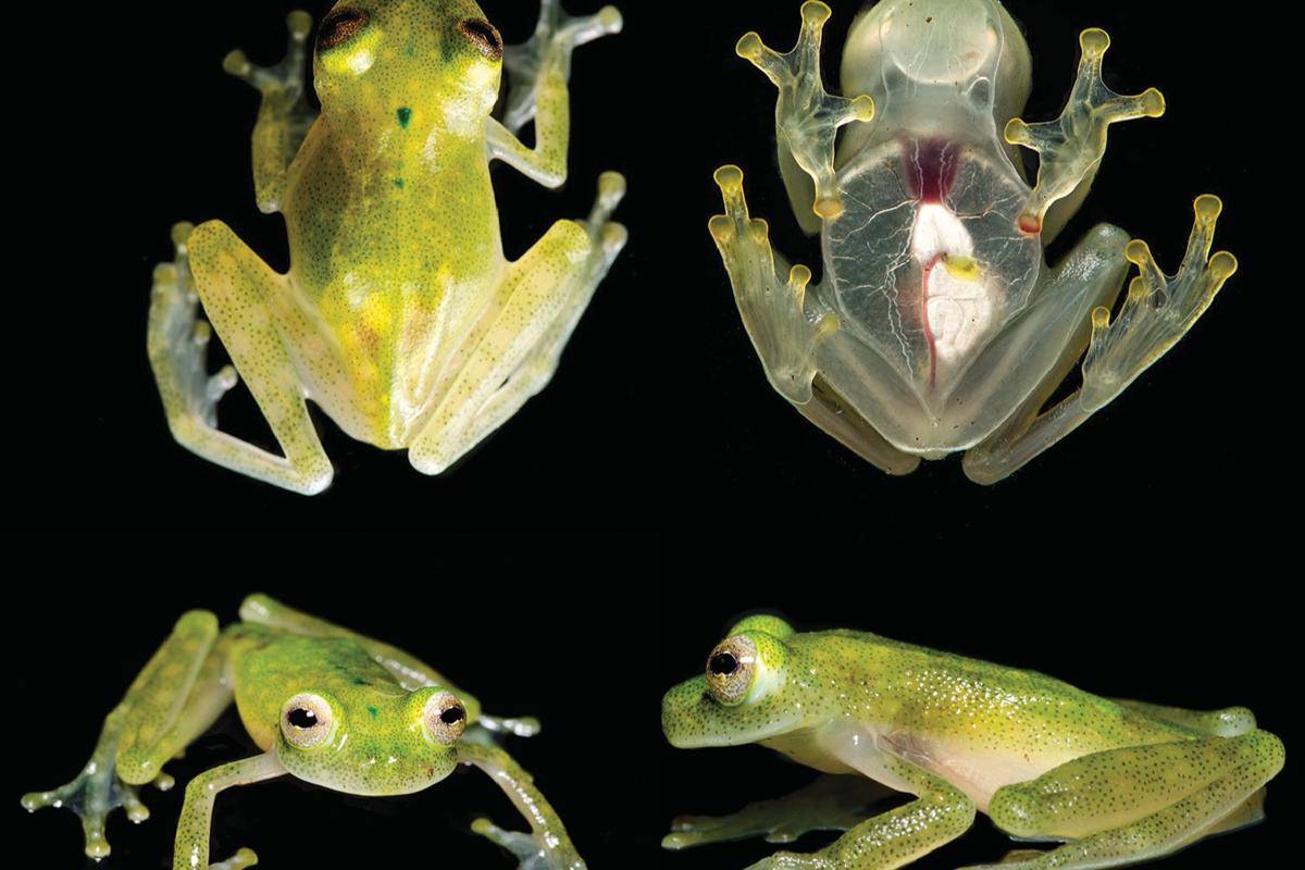 Kulit Transparan Katak Kaca