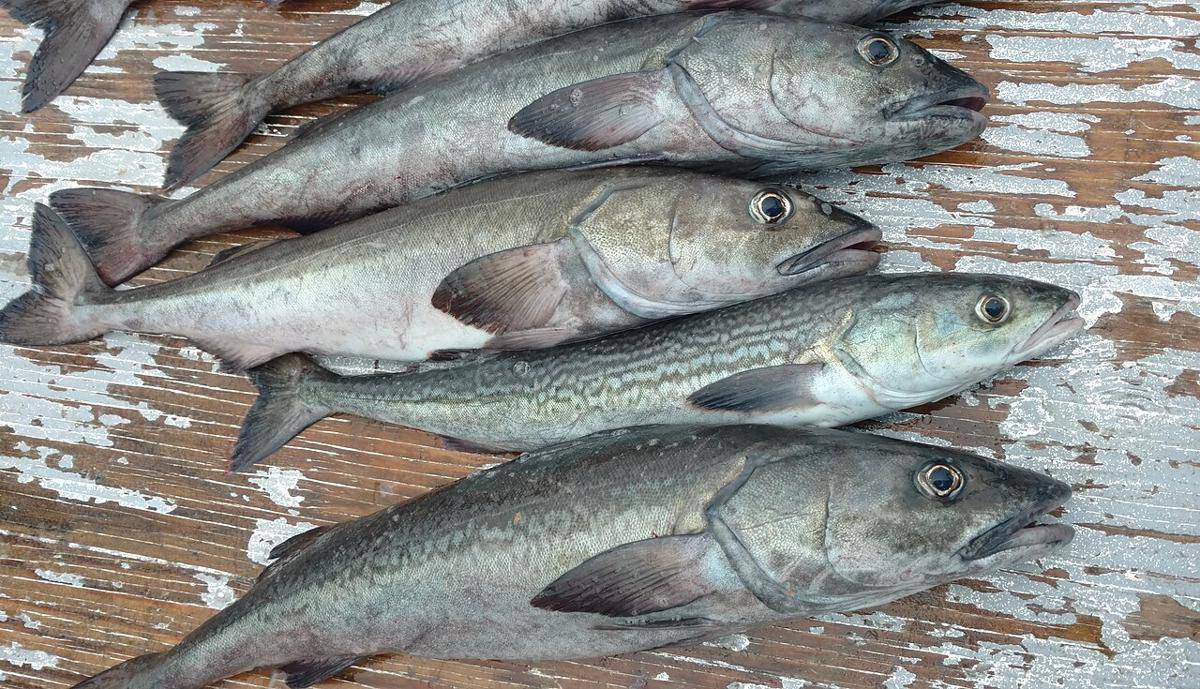 ilustrasi ikan gindara (commons.wikimedia.org/IGTaylor)