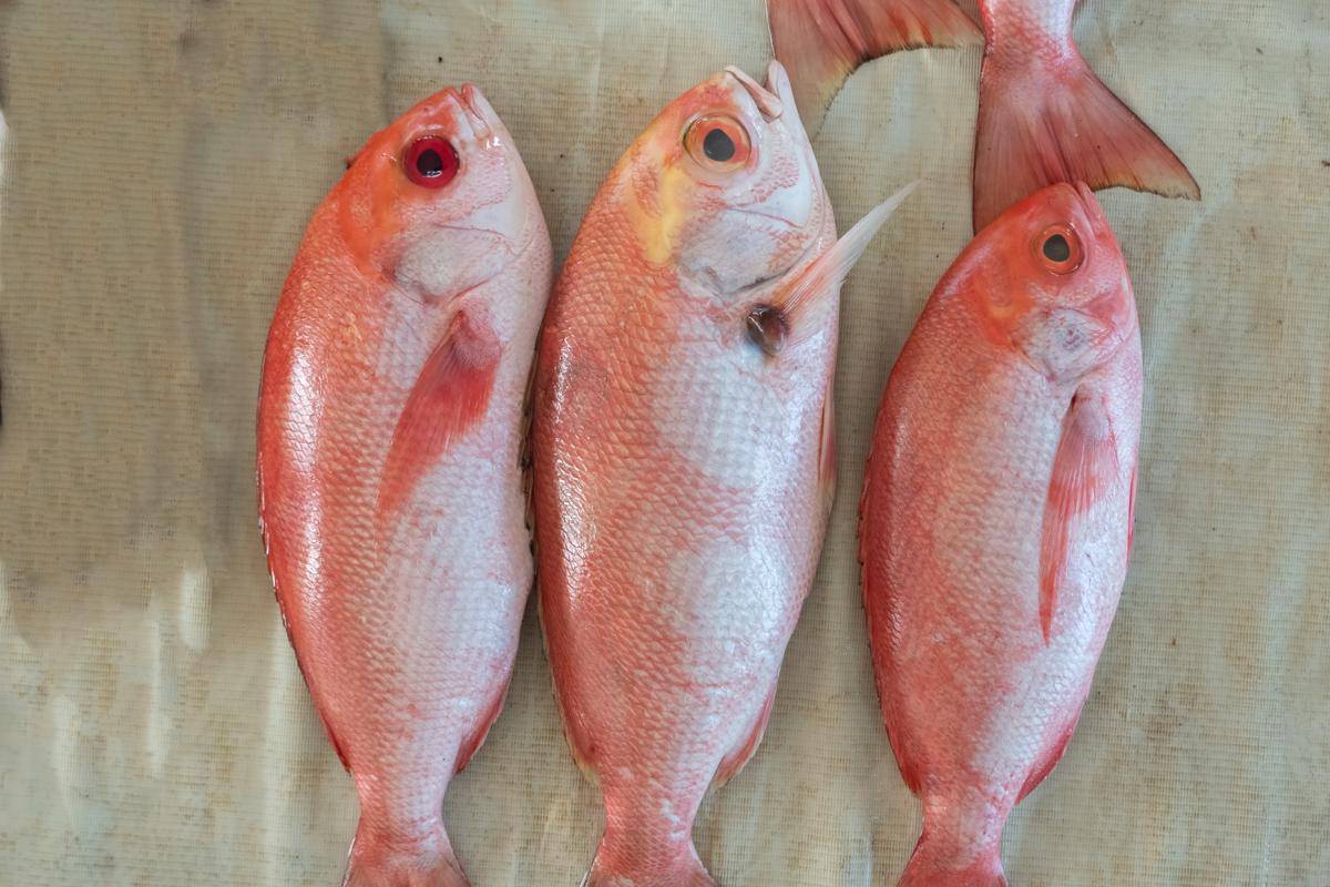 ilustrasi ikan kakap merah (vecteezy.com/gun21awan740843)