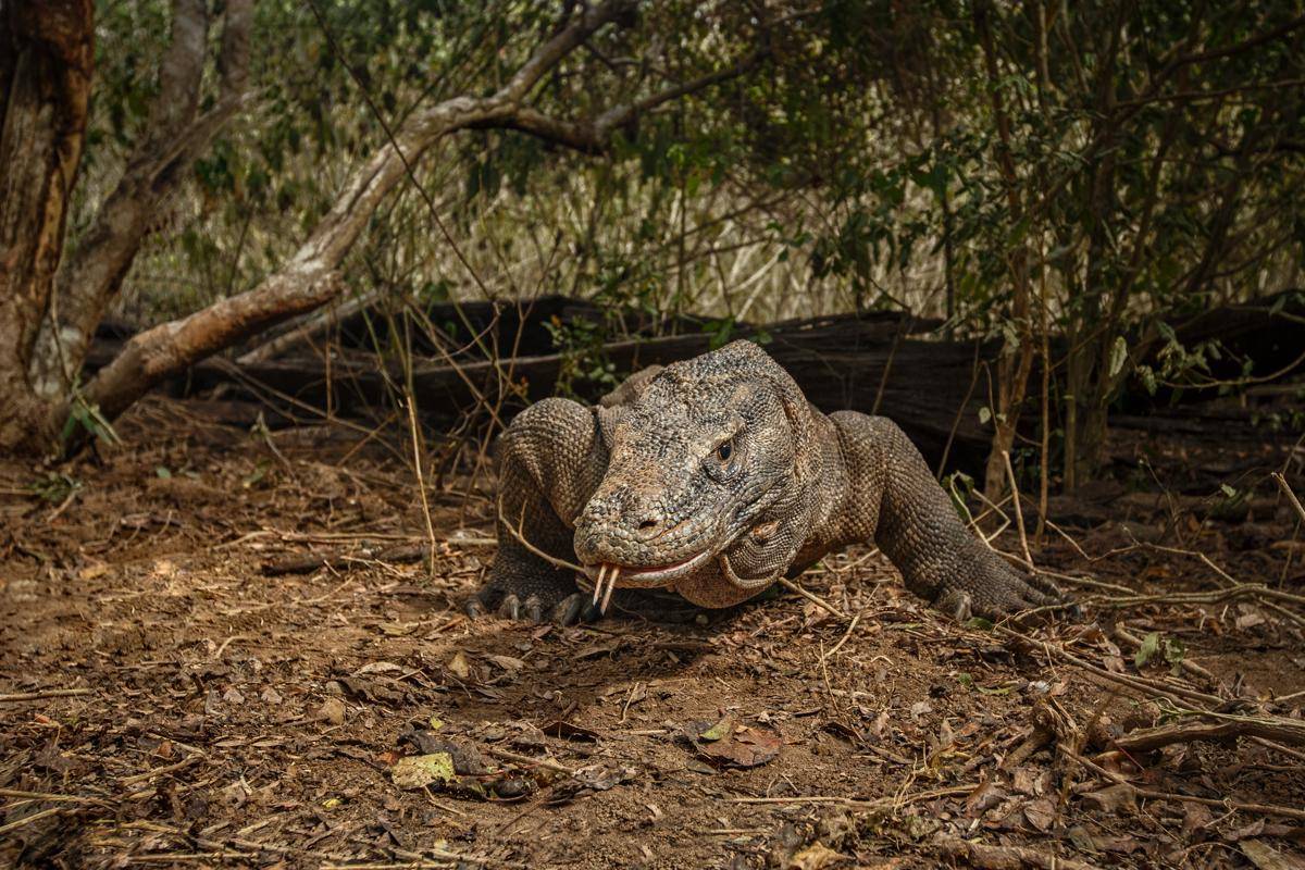 Reptil unik